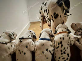 Adroable Dalmatian Puppies for sale