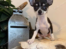 Chihuahua tiny teacup