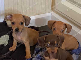 Chiweenies for sale sales classifieds