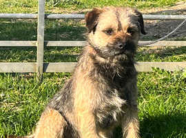 Border terrier boy