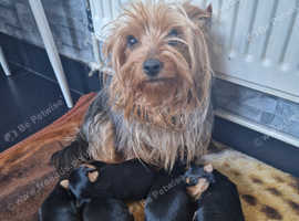 Adorable Yorkshire Terrier puppies for sale