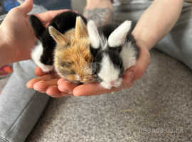 tiny fluffy baby rabbits