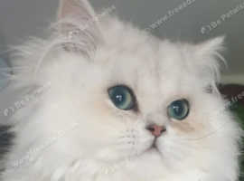 7 months old  Beautiful white Persian kitten cat for sale warrington