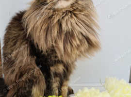 Maine Coon cat