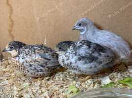 Chinese Painted Quail / Button Quail in Nottinghamshire on Freeads ...