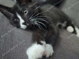 Male kitten looking for a family