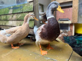 Saxony ducks pre order
