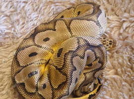 Royal python.clown male