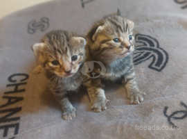 Blue Bengal twins kittens for sale