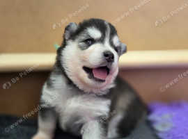Perfect Husky markings