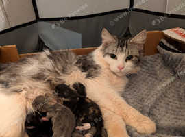 Gorgeous maine coon kittens for sale