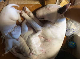 3 males and female White English Bull Terriers for sale