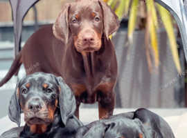 Exceptional European Doberman puppies due 18/5/25