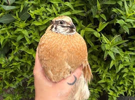 Male coturnix quail