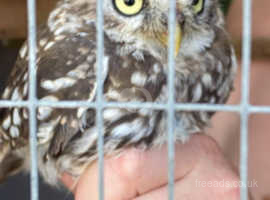 Little owls for sale