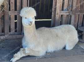 2 friendly male alpacas