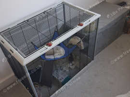 Two rats plus large nice cage.