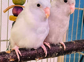 Parrotlets baby
