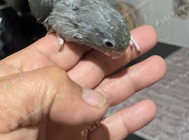 Baby parrotlets