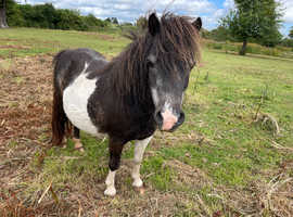 Registered Shetland Mare lead rein & companion pony
