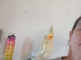 Female 4 yrs old