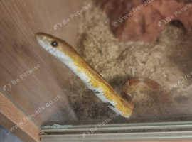 Corn snake