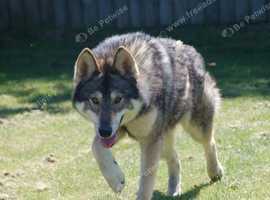RARE BREED TAMASKAN dna Embark tested for over 250 diseases