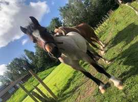 2 year old welsh x cob filly red roan