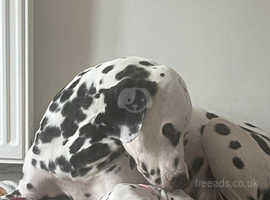 3 beautiful male Dalmatian pups ready to leave now