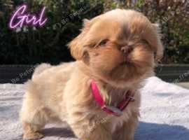 Stunning Quality Pure Bred True Karashishi Imperial Shih Tzu Girl