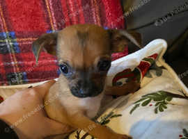 A Bundle Of Fun, Female Chihuahua in Bridgwater TA6 on Freeads ...