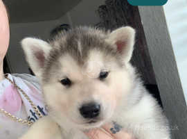 Huskita puppies sales for sale