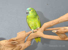 Baby Blue fronted Amazon talking parrots,17