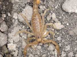 Yellow Devil Scorpion