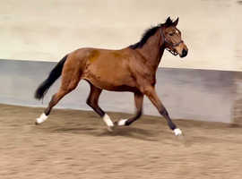 Stunning Filly