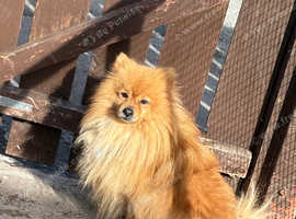 Pomeranian