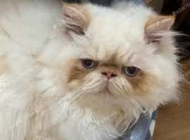 Pedigree Beautiful Persian
