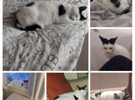 Lost and found cats in stoke-on-trent, Missing since 8th June, Cotswold  Avenue/Cleveland Road area of Knutton