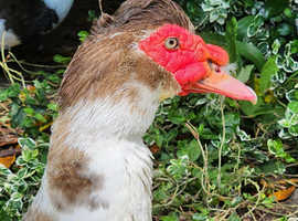 Looking to downsize my flock.