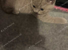 British shorthair