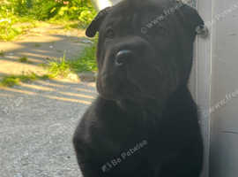 Shar peis