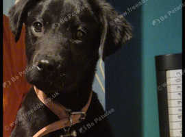 Labrador