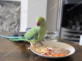 Red Ring parakeet - tamed