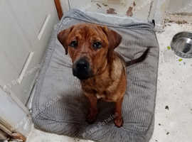 Boxador+ Labrador