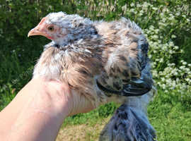 Silkie Pekin Hen