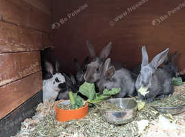 Purebred baby English rabbits - ready in two weeks!