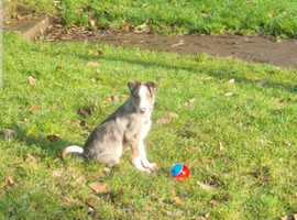 Welsh collie 7months old