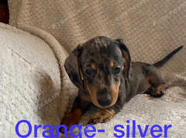 Tweenie dachshund hot sale