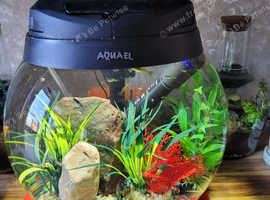 Fish tank complete setup