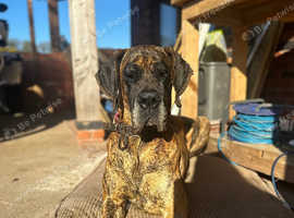 Beautiful Great Dane Girl Looking for forever home